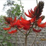 IMG_0887 IMG_0887