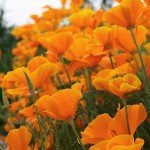 IMG_0925 IMG_0925