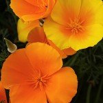 IMG_0932 IMG_0932