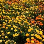 IMG_0941 IMG_0941