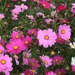 IMG_0943 IMG_0943