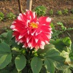 IMG_0946 IMG_0946