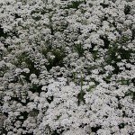 IMG_0964 IMG_0964