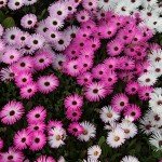 IMG_0966 IMG_0966
