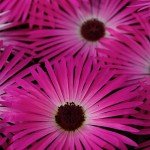 IMG_0968 IMG_0968
