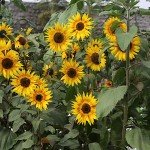 IMG_0989 IMG_0989