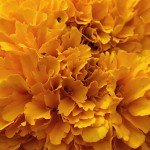 IMG_1003 IMG_1003