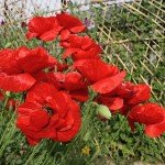 IMG_1028 IMG_1028