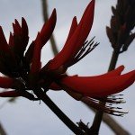 IMG_1061 IMG_1061